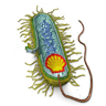 Bacterium with Shell logo