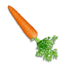 Carrot