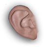 Ear