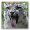 Snow Leopard